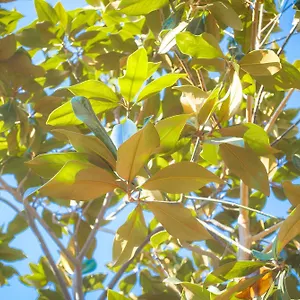 Magnolia Con Giardino Hébergement de vacances Bari